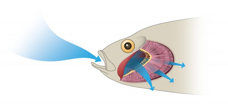 Do fish have lungs? (With helpful infographics) - The Pets and Love