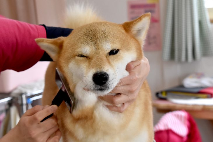 should i groom my shiba inu