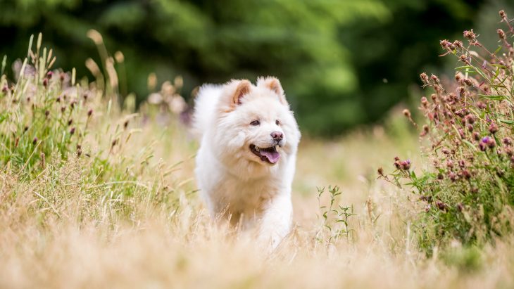 Do Samoyeds Shed? Tips for Families with Allergies - The Pets and Love