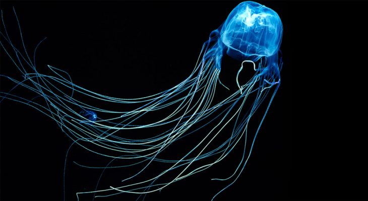 box jellyfish