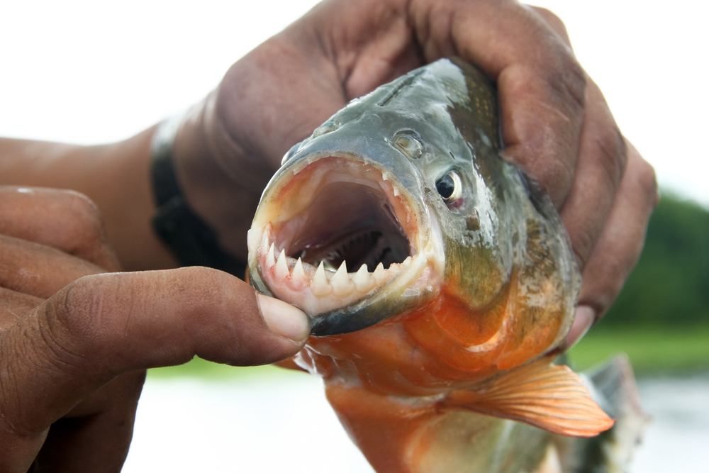 Do Fish Have Teeth 5 Facts You Didn t Know The Pets And Love