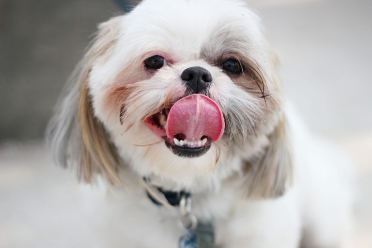 Do Shih Tzu Shed? Tips for Families with Allergies - The Pets and Love