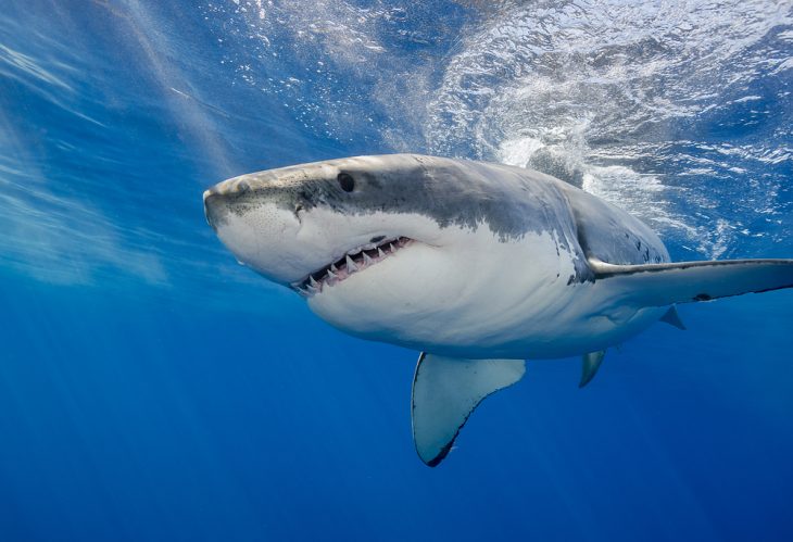 White shark