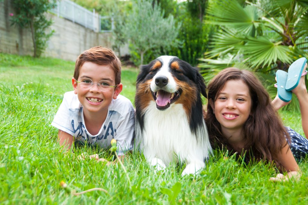 Are Australian Shepherds Good Family Dogs? - The Pets and Love