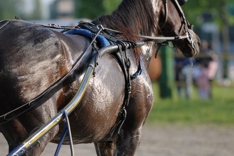 Does Animals Sweat Like Humans