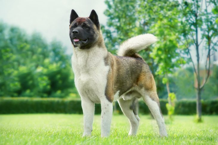 Are Akitas Good Family Dogs? - The Pets 