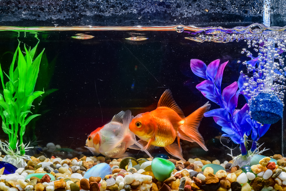 Your Fish Can Drown In Water. Here is Why.