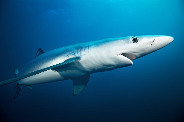 Blue shark swimming into the sea