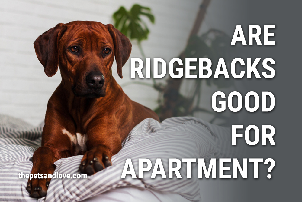 are rhodesian ridgebacks good for apartments