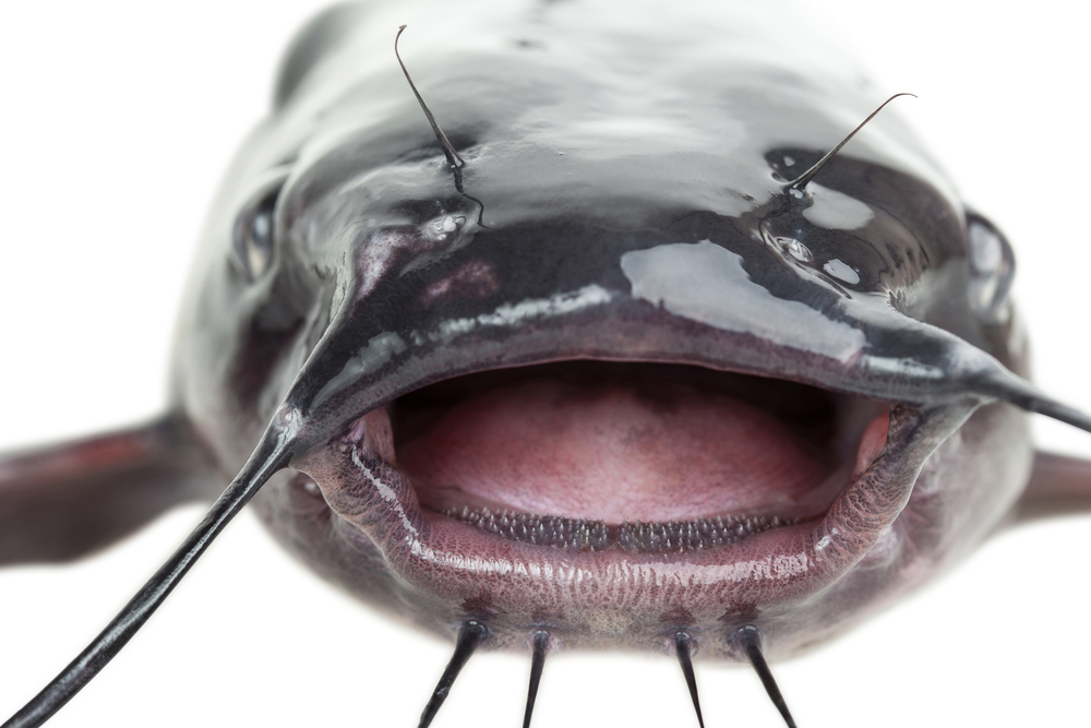 do-fish-have-tongues-surprising-facts-you-should-know