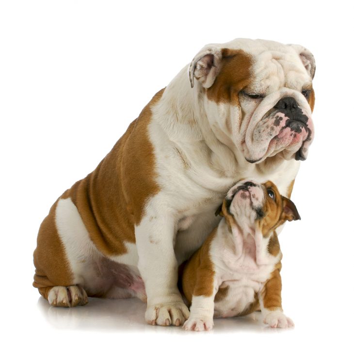 what to look for when buying a english bulldog