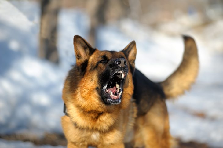 German shepherd barking