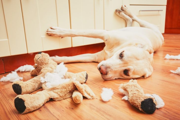 Labrador lying on the floor