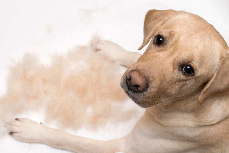 Labrador shedding