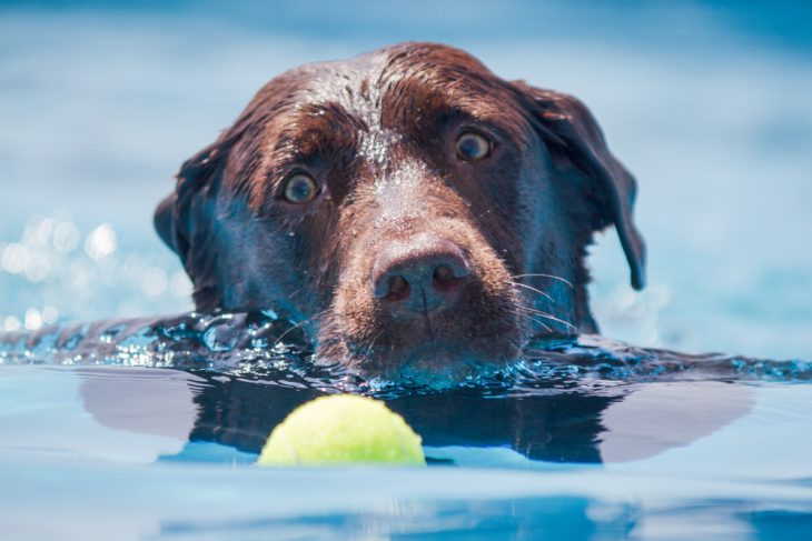 Labrador swimming in the pool