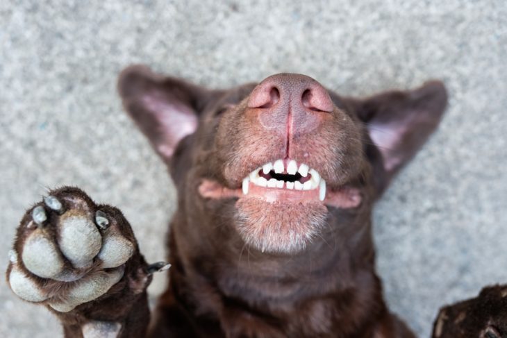 Labrador teeth