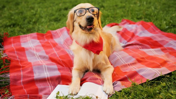 Labrador with a book