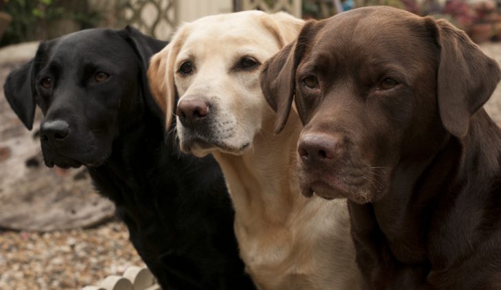 Black, Yellow and Brown labrador